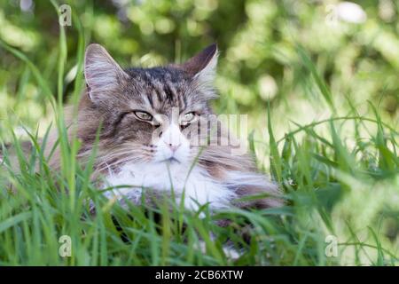 magnifique chat de forêt norvégienne couché sur la haute herbe. Banque D'Images