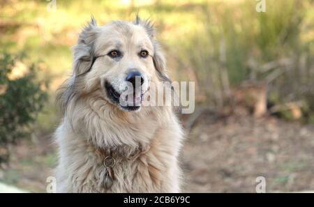 Portrait d'un adorable chien de montagne pyrénéen dans la nature Banque D'Images