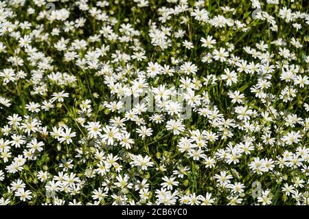 Plus grand Stitchwort 'Stellana holos' Clump en fleur.Sud-Ouest de la France. Banque D'Images