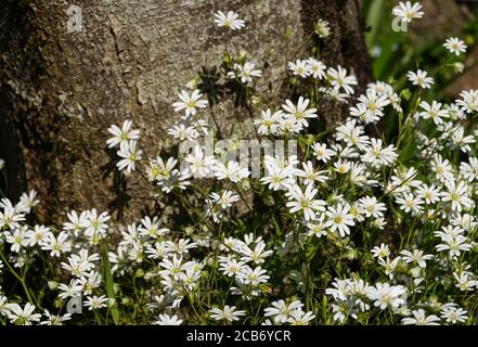 Plus grand Stitchwort 'Stellana holos' Clump en fleur.Sud-Ouest de la France. Banque D'Images