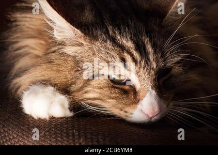 magnifique chat de fores norvégiennes intérieur. Banque D'Images