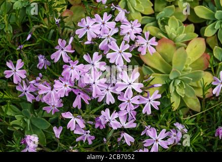 Moss Phlox 'Phlox subulata var.yeux bleus' en fleur avec Pinwheel 'Aeoium haworthii'. Sud-Ouest de la France. Banque D'Images