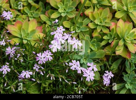 Moss Phlox 'Phlox subulata var.yeux bleus' en fleur avec Pinwheel 'Aeoium haworthii'. Sud-Ouest de la France. Banque D'Images