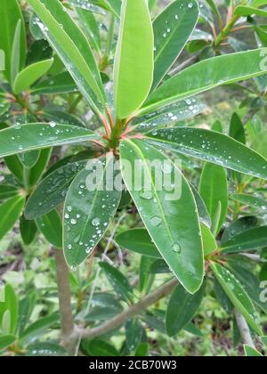 La pluie tombe sur les feuilles vertes de la plante Banque D'Images