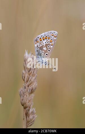 Roosting Common Blue Butterfly sur la tête de semence d'herbe Banque D'Images