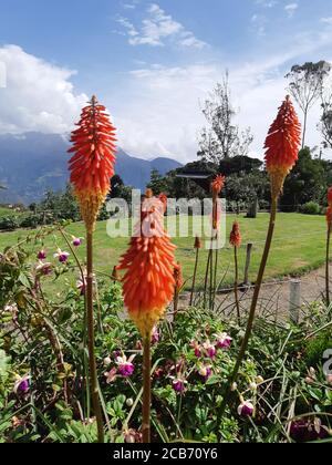 Rouge hot pokers (nénuphars) fleurit avec des montagnes en arrière-plan. Banque D'Images