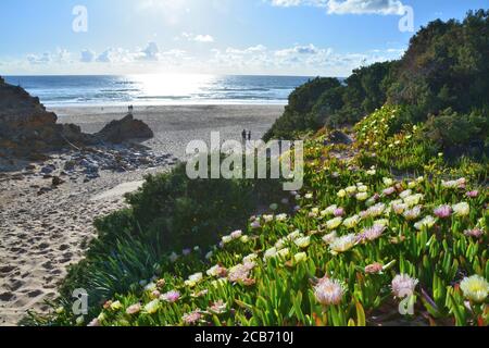 Plage au bord de l'océan Atlantique au Portugal. Fleurs de glace de printemps. Banque D'Images