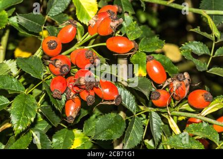 Rosa.Rose.'Rosa canina. Chien sauvage rosé hanches. Banque D'Images