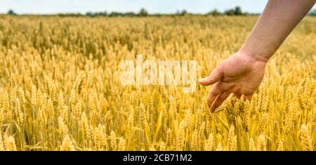 Homme dans beau champ de blé avec la lumière du soleil. Gros plan de la main de l'agriculteur sur les épis de blé qui grandissent en été. Coucher de soleil sur un champ de culture doré dans la campagne. Banque D'Images