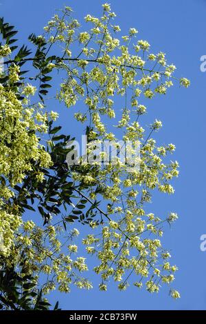 Arbre de la pagode japonaise Styphnolobium japonicum syn Sophora japonica floraison Banque D'Images