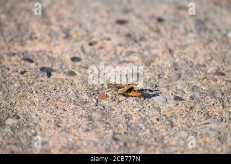 Grasshopper à pointe orange sur une route en béton Banque D'Images