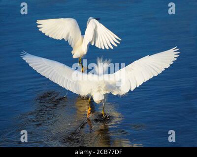 Un Egret de neige mâle volant après un autre dans un territoire Litige au lac Banque D'Images