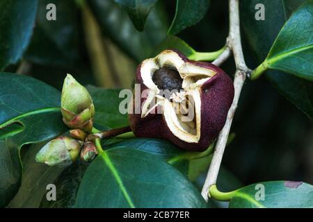 Camellia japonica cv. Matotiana Supreme Rouge.Pod de graines mûrs.un arbuste ou un arbre à feuilles persistantes de l'Inde, de la Chine et du Japon. Sud-Ouest de la France Banque D'Images