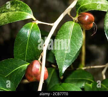 Camellia japonica cv. Matotiana Supreme Rouge.Pod de graines en maturation.un arbuste ou un arbre à feuilles persistantes provenant de l'Inde, de la Chine et du Japon. Sud-Ouest de la France Banque D'Images