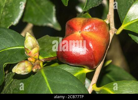 Camellia japonica cv. Matotiana Supreme Rouge.Pod de graines en maturation.un arbuste ou un arbre à feuilles persistantes provenant de l'Inde, de la Chine et du Japon. Sud-Ouest de la France Banque D'Images