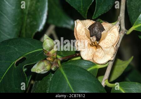 Camellia japonica cv. Matotiana Supreme Rouge.Pod de graines mûrs.un arbuste ou un arbre à feuilles persistantes de l'Inde, de la Chine et du Japon. Sud-Ouest de la France Banque D'Images