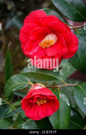 Camellia japonica cv. Matotiana Supreme Rouge.fleurs en février. Un arbuste ou un arbre à feuilles persistantes provenant d'Inde, de Chine et du Japon. Sud-Ouest de la France Banque D'Images