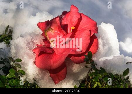 Camellia japonica cv. Matotiana Suprême Rouge.Fleur dans la neige en janvier. Un arbuste ou un arbre à feuilles persistantes provenant d'Inde, de Chine et du Japon. Sud-Ouest de la France Banque D'Images