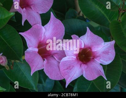 Diladenia 'Mandevilla x amoena 'Alice du Pont' Sud-Ouest de la France. Banque D'Images