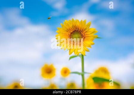 Tournesol avec abeille volante vers le centre dans un champ de tournesol. Fleur jaune vif contre ciel bleu vif d'été. Banque D'Images