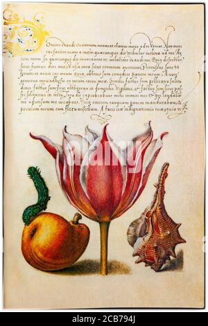 Une minature de fleurs (tulipes) de Georg Hoefnagel (1542-1601), peintre flamand et iniaturiste commandé par l'empereur Rudolf II pour illustrer la Mira callichiae monumenta (le Livre modèle de Calligraphie) dans laquelle apparaît la miniature. Les plantes en vedette sont celles cultivées par Charles de l'Ecuse aka Clusius (1526-1609) directeur du jardin botanique de Leiden en Hollande. Banque D'Images