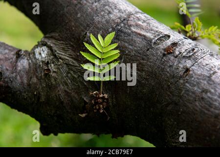 De nouvelles pousses vertes poussent sur un tronc d'arbre dans un parc britannique. Banque D'Images