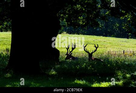 Cerf rouge à l'ombre de certains arbres À Wollaton Park,Nottingham,Angleterre,Royaume-Uni Banque D'Images