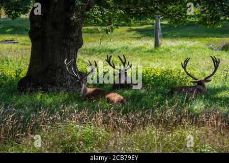 Cerf rouge à l'ombre de certains arbres À Wollaton Park,Nottingham,Angleterre,Royaume-Uni Banque D'Images