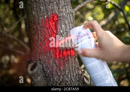 Verden, Allemagne. 11 août 2020. Steffen Kobrig, inspecteur des arbres, marque un arbre à élaguer. La Deutsche Bahn s'arme le long de son réseau de routes avec des contrôles réguliers de la végétation contre les dangers possibles de chute d'arbres. Credit: Sina Schuldt/dpa/Alay Live News Banque D'Images