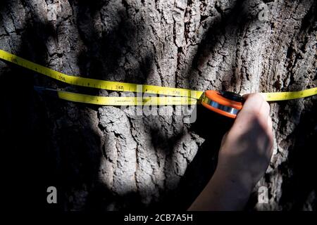 Verden, Allemagne. 11 août 2020. Steffen Kobrig, inspecteur d'arbres, mesure la circonférence d'un arbre. La Deutsche Bahn s'arme le long de son réseau de routes avec des contrôles réguliers de la végétation contre les dangers possibles de chute d'arbres. Credit: Sina Schuldt/dpa/Alay Live News Banque D'Images