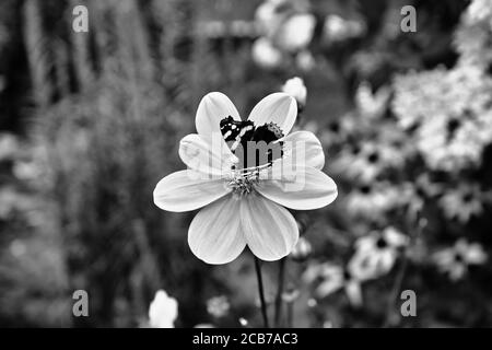 Belle fleur. Jardin en Pologne. Banque D'Images