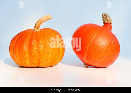 Deux citrouilles d'orange, différentes variétés: Kabocha et Uchiki Kuri Hokkaido squash, Banque D'Images