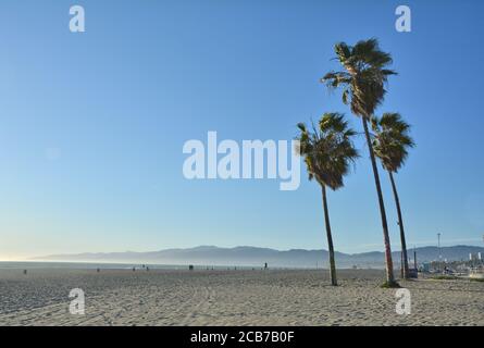 Palmiers sur Venice Beach, Los Angeles. Banque D'Images