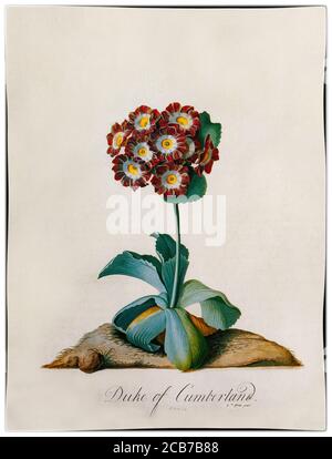 Auricula 'Duke of Cumberland' peint par Georg Dionysius Ehret (1708-1770), un botaniste et entomologiste allemand connu pour ses illustrations botaniques qui est devenu l'un des artistes botaniques européens les plus influents de tous les temps. Ses premières illustrations ont été réalisées en collaboration avec Carl Linnaeus et George Clifford en 1735-1736. Clifford, un riche banquier hollandais et gouverneur de la Dutch East India Company était un botaniste passionné avec un grand herbier. Banque D'Images