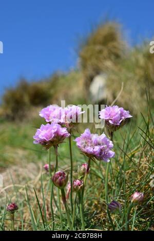 Thrift Cornish Banque D'Images