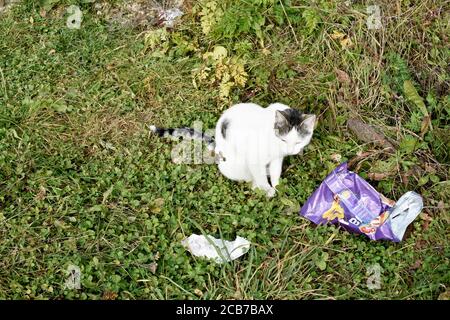 Un petit chat sur l'herbe dans la forêt, près d'une poubelle à jeter. Banque D'Images