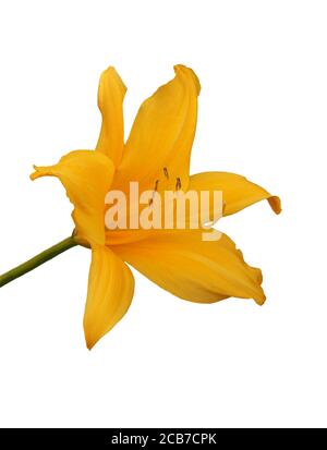 Une mise au point unique empilée jaune Lily isolée sur blanc Banque D'Images