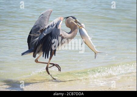 Un patient mature Great Blue Heron s'éloigne avec un Le poisson de la grande dame est rejeté par un pêcheur de la côte de Floride Banque D'Images