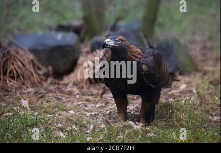 Aigle d'or contre un fond de feuillage vert aigle d'or aigle d'or aquila chrysaetos, la meilleure photo Banque D'Images