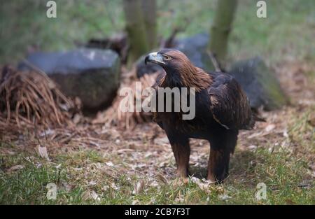 Aigle d'or contre un fond de feuillage vert aigle d'or aigle d'or aquila chrysaetos, la meilleure photo Banque D'Images