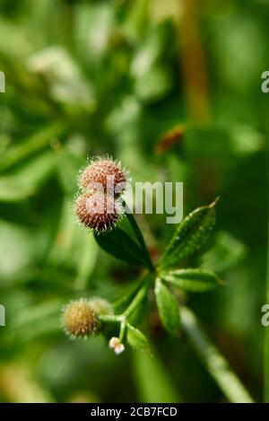 Galium aparine gros plan avec des fruits frais Banque D'Images