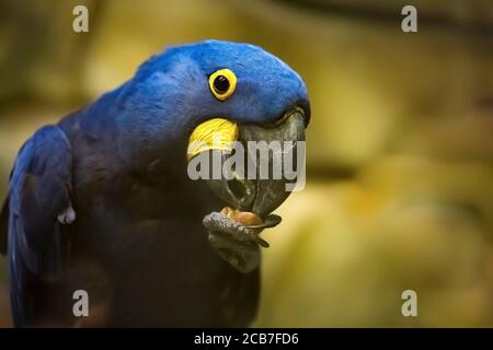 Portrait bleu jacinthe macaw Anodorhynchus hyacinthinus sur la perche manger un écrou, la meilleure photo