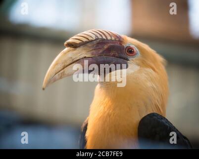 Détail de la tête de Visayan hornbill Penelopides panini, tarictic hornbill, Philippines, grand bec fort et oeil brillant, fond vert clair, endange Banque D'Images