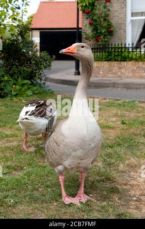 Bernaches graylag dans un parc de la ville cathédrale d'Ely, Cambridgeshire, Angleterre. Banque D'Images