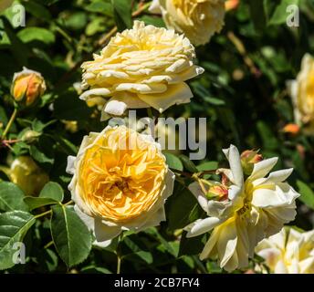 Rosa.Rose.The rose teasing Georgia est un arbuste rose par David Austin, introduit en 1988. Banque D'Images