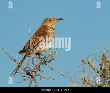 Un thrasher marron perce momentanément sur une branche. Banque D'Images