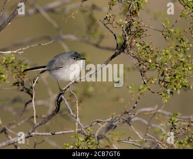 Un gnatcatcher à queue noire perche sur une branche sous le soleil du matin du Wyoming. Banque D'Images