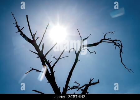 Verden, Allemagne. 11 août 2020. La silhouette d'un arbre mort se distingue contre le soleil. Credit: Sina Schuldt/dpa/Alay Live News Banque D'Images