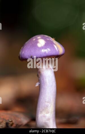 Caort à pois ou Violet viscid (Cortinarius iodes) - Forêt nationale de Pisgah, Brevard, Caroline du Nord, États-Unis [faible profondeur de champ] Banque D'Images