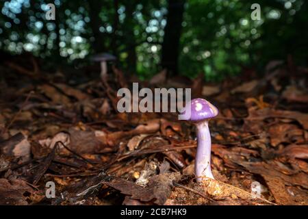 Caort à pois ou Violet viscide (Cortinarius iodes) - Forêt nationale de Pisgah, Brevard, Caroline du Nord, États-Unis Banque D'Images